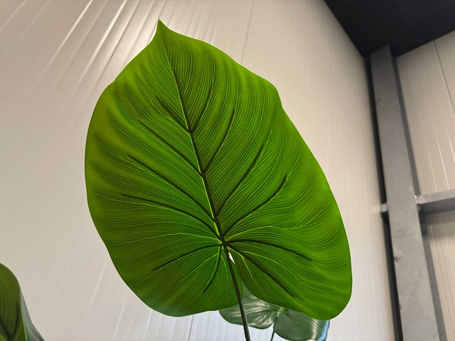 Philodendron kunstplant (135cm hoog) - afbeelding 4 van  11