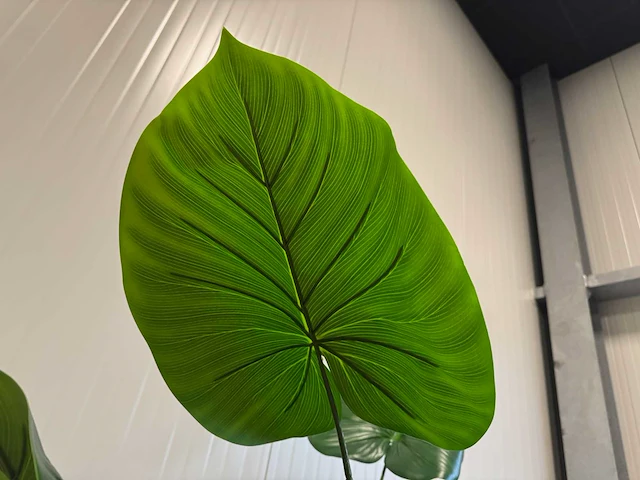 Philodendron kunstplant (135cm hoog) - afbeelding 9 van  11