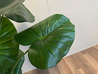 Philodendron kunstplant (210cm hoog) - afbeelding 10 van  12