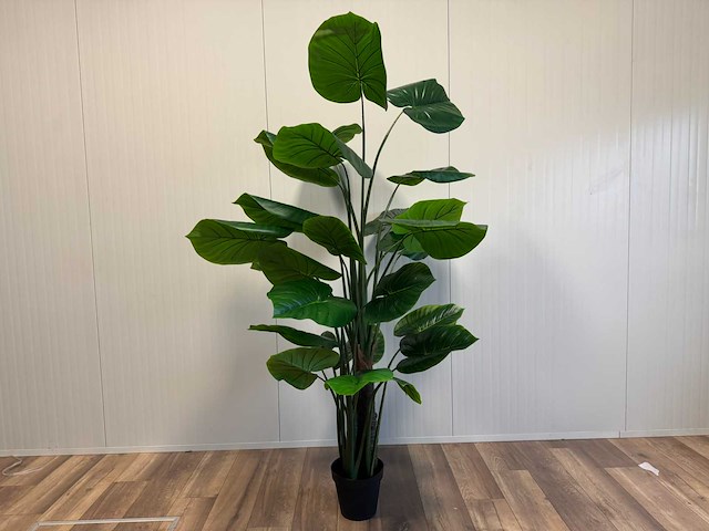 Philodendron kunstplant (210cm hoog) - afbeelding 1 van  9