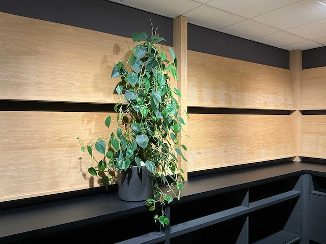 Philodendron scandens plant 140 cm - afbeelding 1 van  7