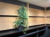 Philodendron scandens plant 140 cm