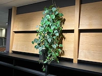 Philodendron scandens plant 140 cm - afbeelding 2 van  7