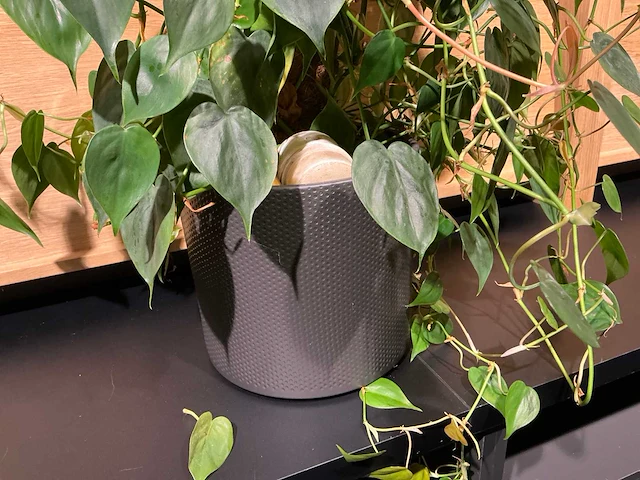 Philodendron scandens plant 140 cm - afbeelding 3 van  7