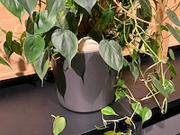 Philodendron scandens plant 140 cm - afbeelding 3 van  7