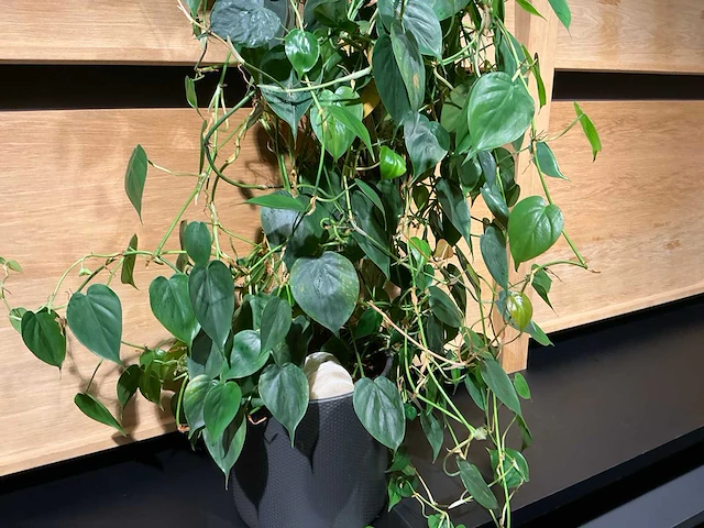 Philodendron scandens plant 140 cm - afbeelding 4 van  7