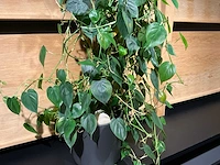 Philodendron scandens plant 140 cm - afbeelding 4 van  7