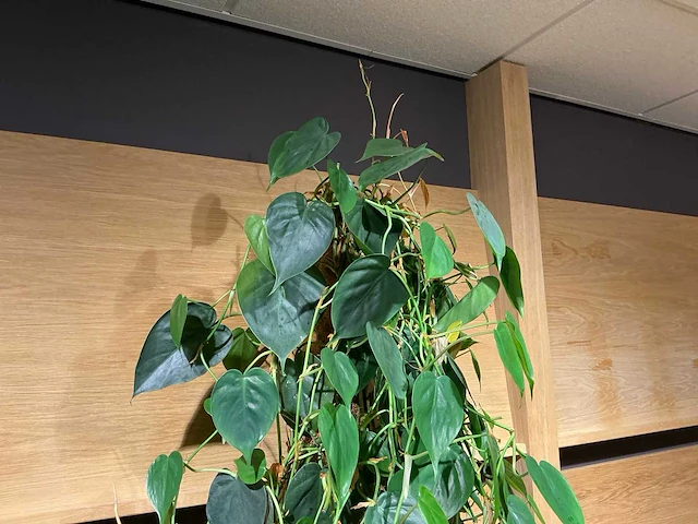 Philodendron scandens plant 140 cm - afbeelding 5 van  7