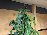 Philodendron scandens plant 140 cm - afbeelding 5 van  7