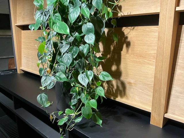 Philodendron scandens plant 140 cm - afbeelding 6 van  7