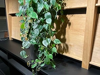 Philodendron scandens plant 140 cm - afbeelding 6 van  7