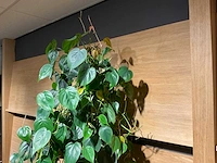 Philodendron scandens plant 140 cm - afbeelding 7 van  7