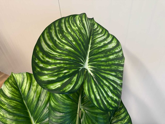 Philodendron white green kunstplant (135cm hoog) - afbeelding 9 van  11