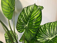 Philodendron white green kunstplant (210cm hoog) - afbeelding 4 van  6