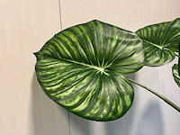 Philodendron white green kunstplant (210cm hoog) - afbeelding 3 van  13