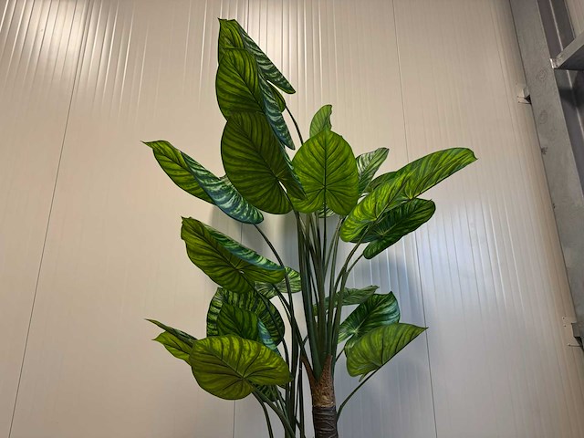 Philodendron white green kunstplant (210cm hoog) - afbeelding 13 van  13