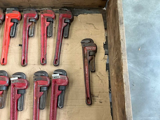 Pijptang (22x) - afbeelding 2 van  6