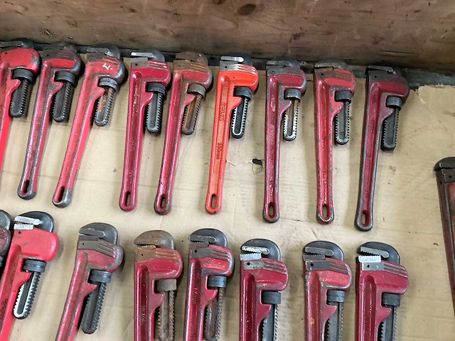 Pijptang (22x) - afbeelding 3 van  6