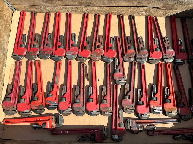 Pijptang (30x) - afbeelding 2 van  2