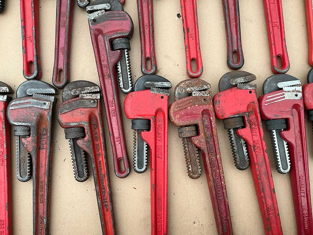 Pijptang (33x) - afbeelding 3 van  7