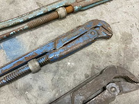 Pijptang (3x) - afbeelding 3 van  5