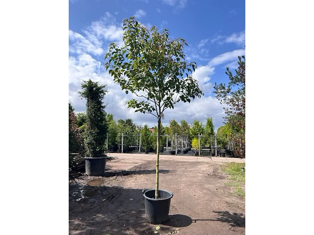 Pindakaasboom, clerodendrum 'purple blaze', bloesemboom, witte/rode bloei, ca. 4 m hoog - afbeelding 1 van  1