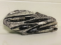 Plaat met orthoceras fossielen - afbeelding 1 van  4