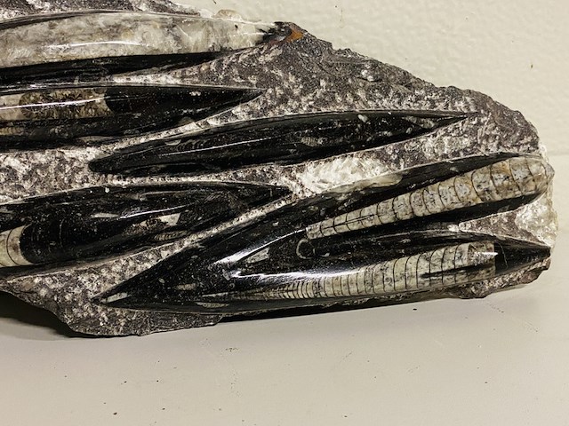 Plaat met orthoceras fossielen - afbeelding 2 van  4