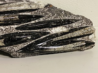 Plaat met orthoceras fossielen - afbeelding 2 van  4