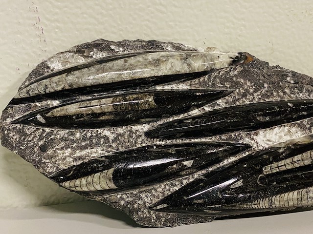 Plaat met orthoceras fossielen - afbeelding 3 van  4