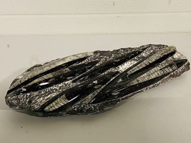 Plaat met orthoceras fossielen - afbeelding 4 van  4