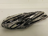 Plaat met orthoceras fossielen - afbeelding 4 van  4