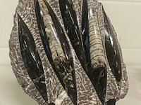Plaat met orthoceras fossielen - afbeelding 1 van  5