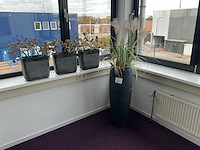 Plant in een pot (5x) - afbeelding 1 van  3