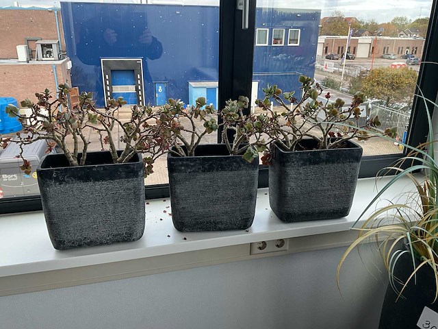 Plant in een pot (5x) - afbeelding 2 van  3