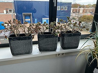 Plant in een pot (5x) - afbeelding 2 van  3