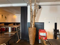 Plant in pot 250 cm