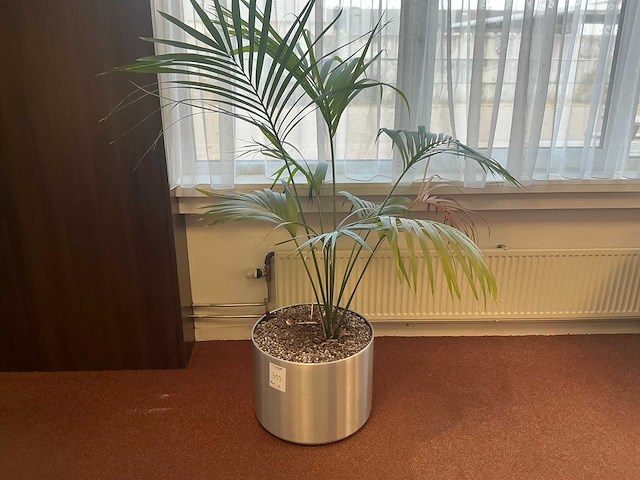 Plant in pot (3x) - afbeelding 1 van  3