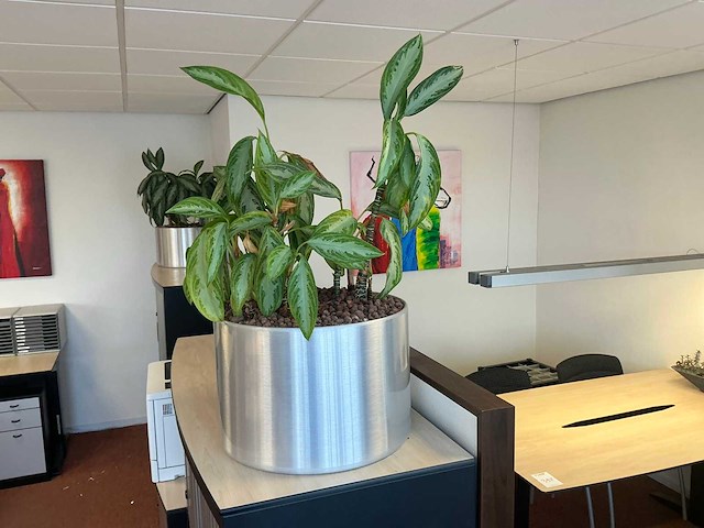 Plant in pot (3x) - afbeelding 2 van  3