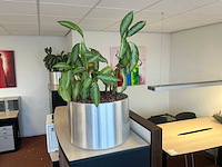 Plant in pot (3x) - afbeelding 2 van  3