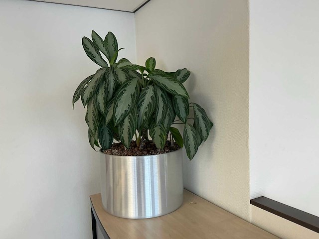 Plant in pot (3x) - afbeelding 3 van  3