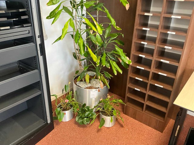 Plant in pot (5x) - afbeelding 2 van  4