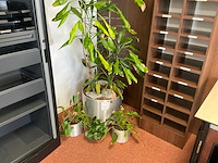 Plant in pot (5x) - afbeelding 2 van  4