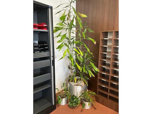Plant in pot (5x) - afbeelding 3 van  4