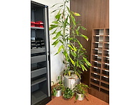 Plant in pot (5x) - afbeelding 3 van  4