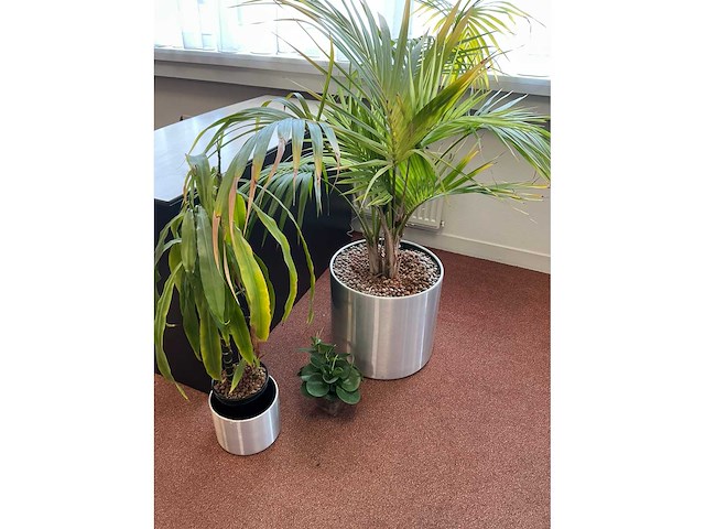 Plant in pot (5x) - afbeelding 4 van  4