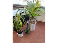 Plant in pot (5x) - afbeelding 4 van  4