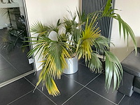 Plant in pot (5x) - afbeelding 1 van  1