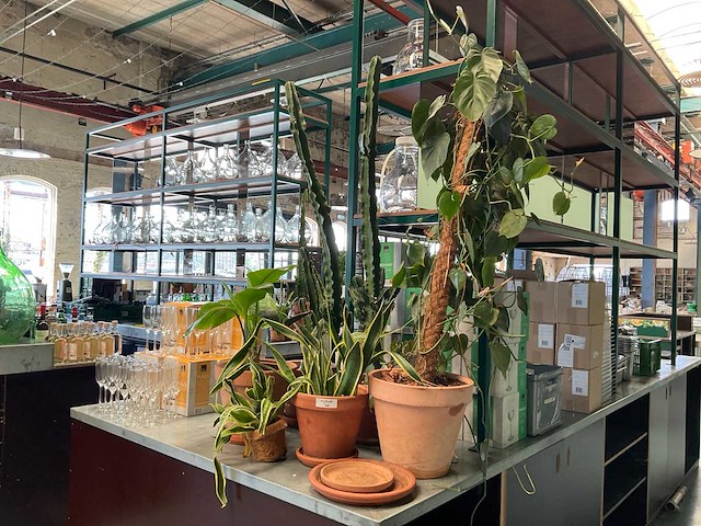 Plant in pot (6x) - afbeelding 1 van  3