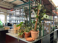 Plant in pot (6x) - afbeelding 1 van  3